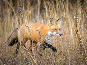 Fox hunting in tall grass