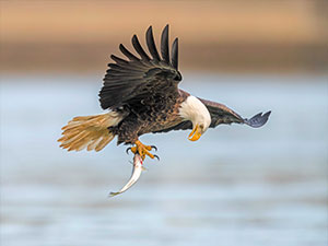 Bald eagle grabbing a fish out of the water