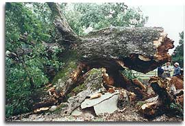 The fallen Wye Oak