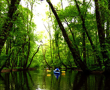 Man Kayaking in Creek