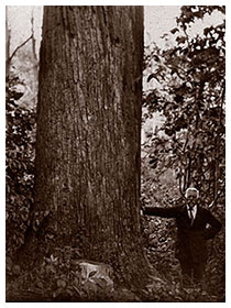 1925 Champion Big Tree Candidate, photo by Fred W. Besley