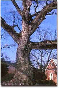 Wye Oak, Nation Big Tree White Oak Champion, prior to its fall in 2004  