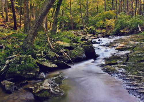 Image of a stream in the woods.