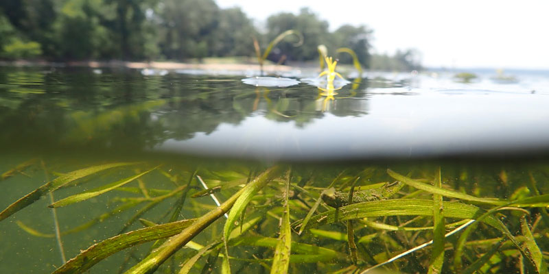 Chesapeake Bay Underwater Grasses Increased in 2022