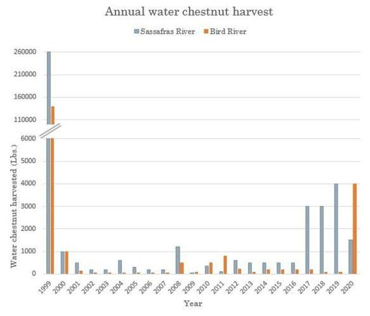 Water chestnut harvest by year 1999 was the highest, it leveled off after up to 2017 and it's been up since then