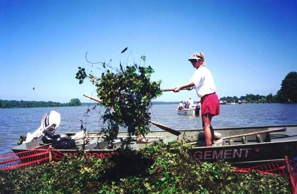 DNR biologist loads water chestnut into the floating composter
