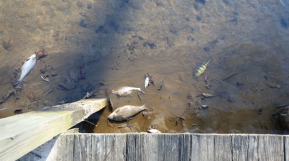 dead fish, spot and yellow perch, lying on the shoreline