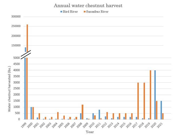 Water chestnut harvest by year 1999 was the highest, it leveled off after up to 2017 and it's been up since then