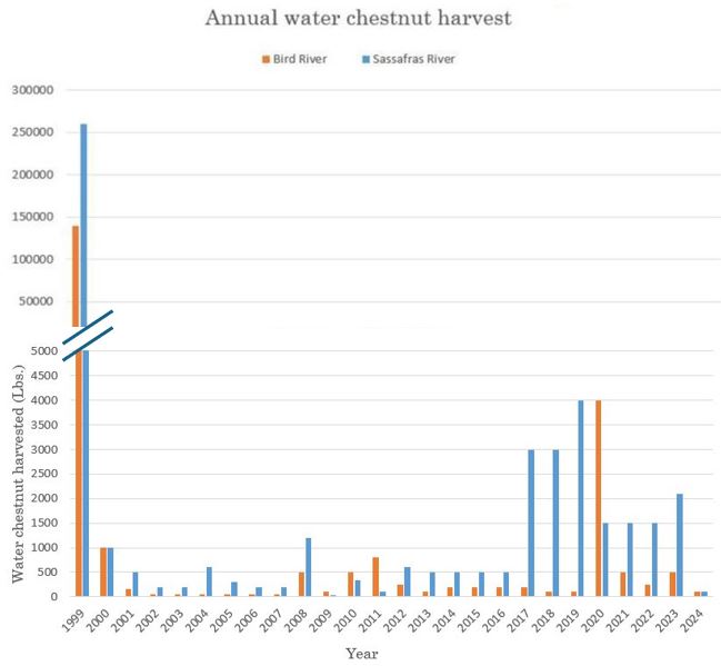 Water chestnut harvest was highest in 1999. spiked again from 2017 through 2020. Moderate collection otherwise in Maryland