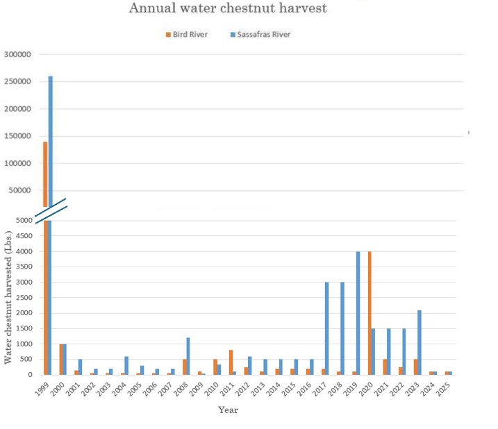 Annual water chestnut harvest chart from 1999 to 2025