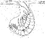 Illustration of an amphipod