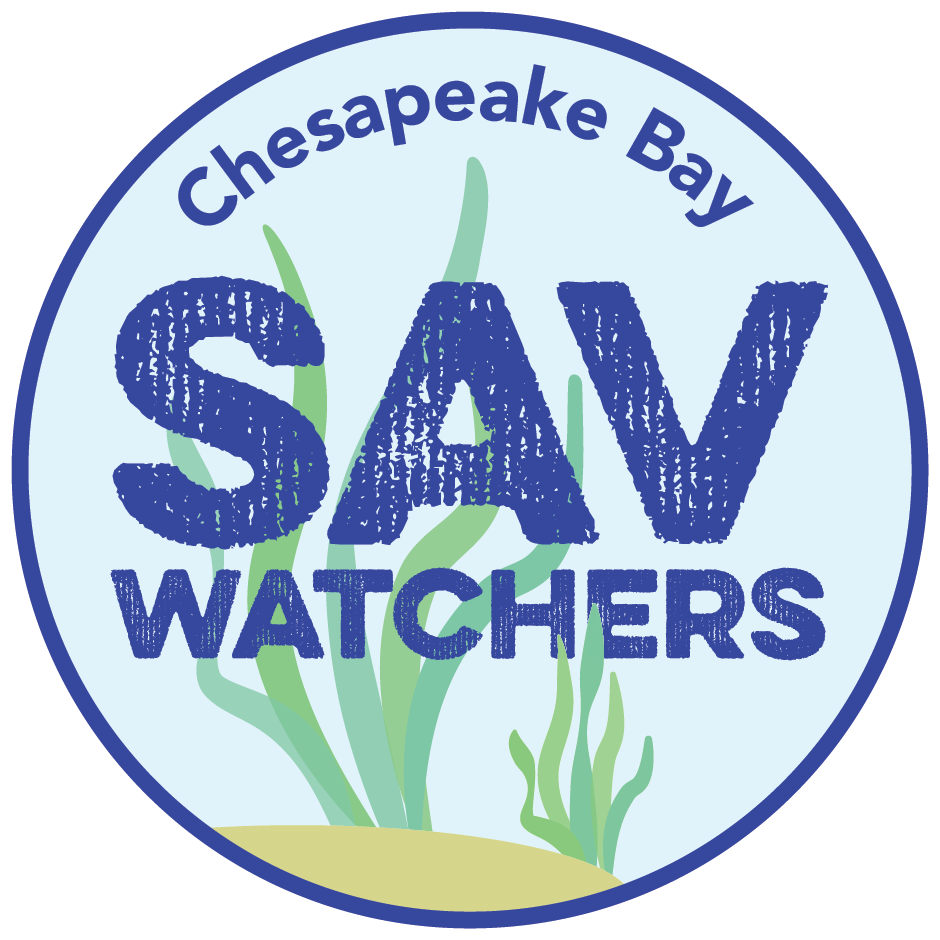 Under water view of Bay grasses