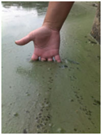 Photo of hand in water covered with harmful algae blooms