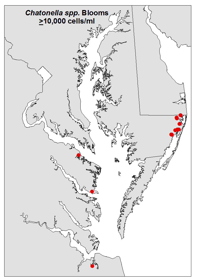 Map of Chattonella spp Blooms