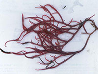 Rhodophytes (Red Algae)