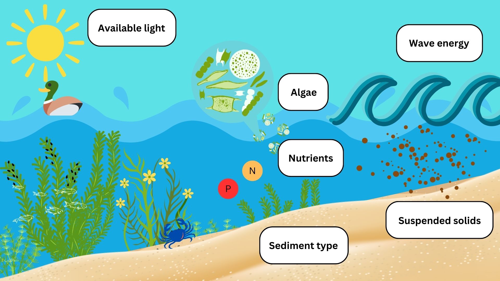 an underwater landscape with plants and animals that shows the different factors affecting SAV distribution in Chesapeake Bay, including available light, wave energy, algae, nutrients, sediment type, and suspended solids. 