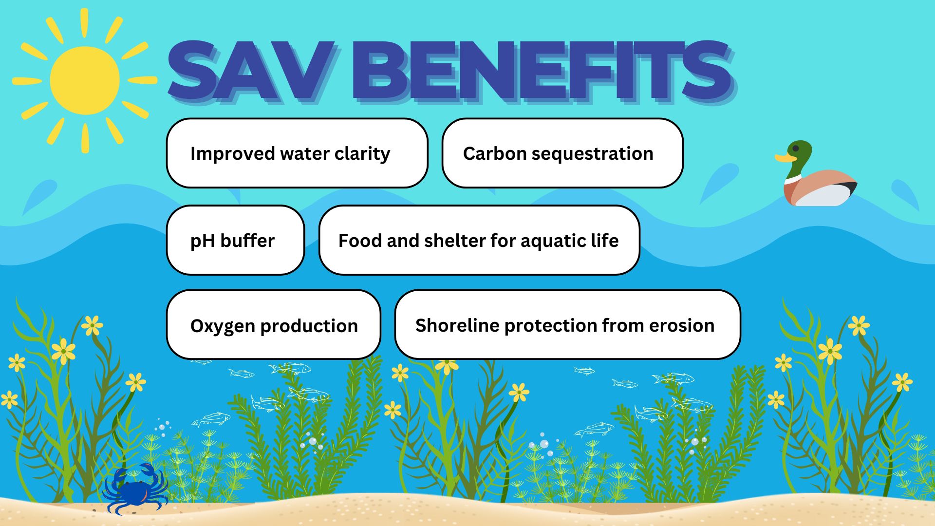  an underwater bed of submerged aquatic vegetation (SAV) detailing the various benefits that SAV beds offer. These benefits include improving water clarity, carbon sequestration, acting as a pH buffer, providing food and shelter for aquatic life, oxygen production, and shoreline protection from erosion.