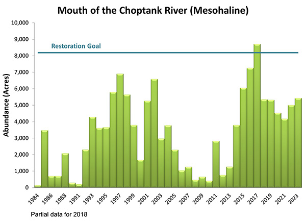 Mouth of the Choptank River (Mesohaline)