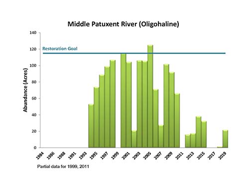 Middle Patuxent River (Oligohaline)