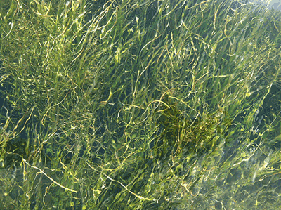 Under water view of Bay grasses