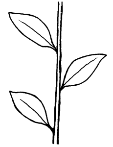 Alternate leaf structure