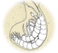 Illustration of bethic organism