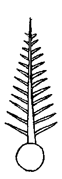 compound leaf structure