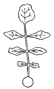 Compound leaf structure