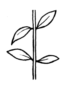 Opposite leaf structure illustration