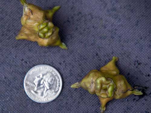 Viable water chestnut seeds