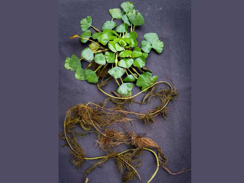 Water Chestnut plant with root system
