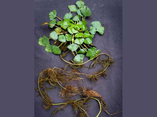 Water chestnut plant with root system