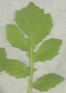roughly divided compound leaf structure