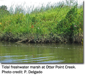 Tidal freshwater marsh at Otter Point Creek. Photo credit: P. Delgado