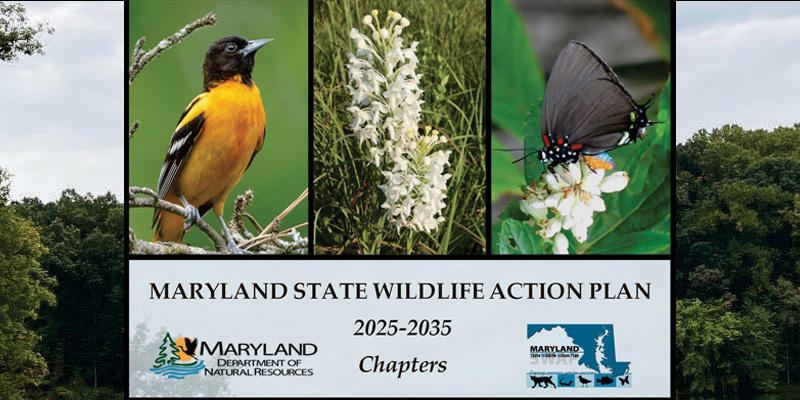 2025-2035 Maryland State Wildlife Action Plan is now available