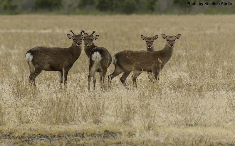 Assessing Hunter Opinions And Economic Impacts Associated With Sika Deer Hunting and Management On Maryland’s Eastern Shore
