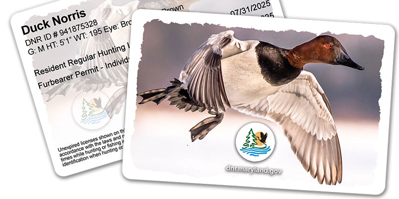 Maryland DNR Accepting Waterfowl Photos for New Contest