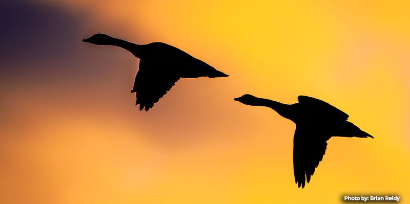 Maryland Begins Migratory Game Bird Hunting Seasons for 2025-2026
