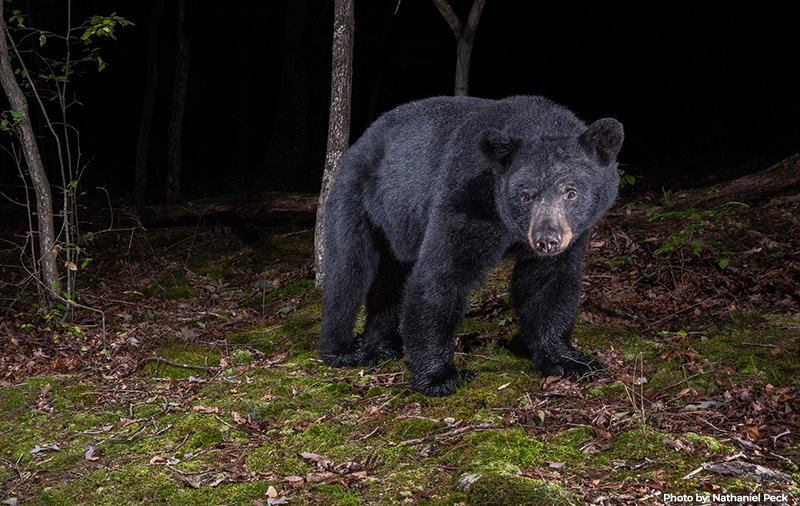 Hunters Can Now Apply for the 2025 Maryland Black Bear Hunt Lottery