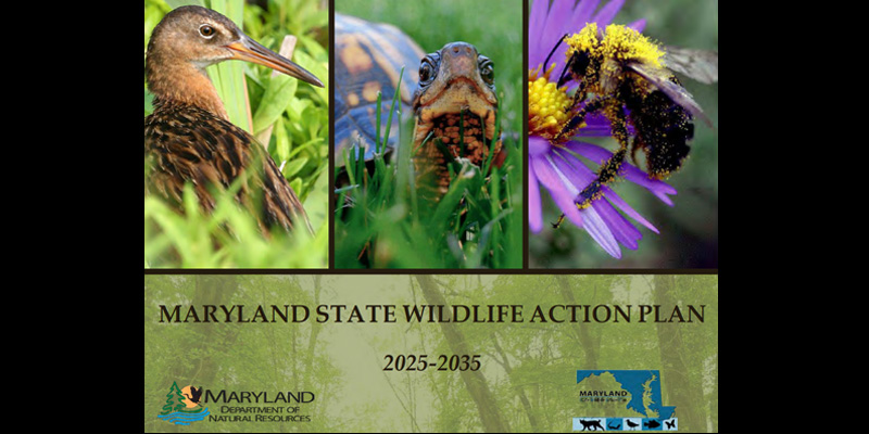 Public comment period open for the 2025-2035 Maryland State Wildlife Action Plan (SWAP).