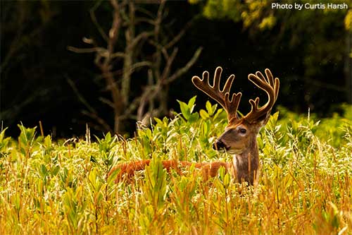 Whitetail Buck - Photo by Curtis Harsh