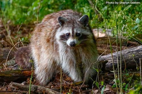 Raccoon - Photo by Sharon Sexton