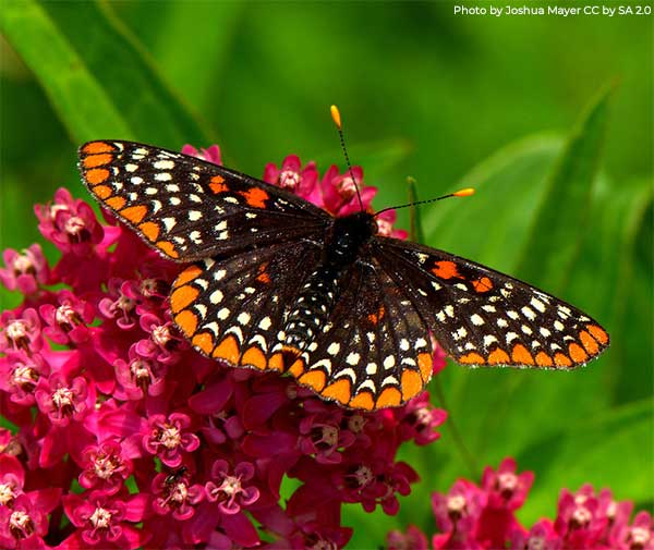 Baltimore checkerspot butterfly