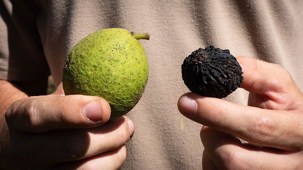 Black walnut fruit (left) and husk (right) - Photo by Stephen Badger