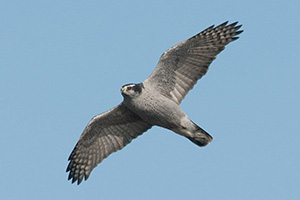 adult goshawk by Nova Mackentley