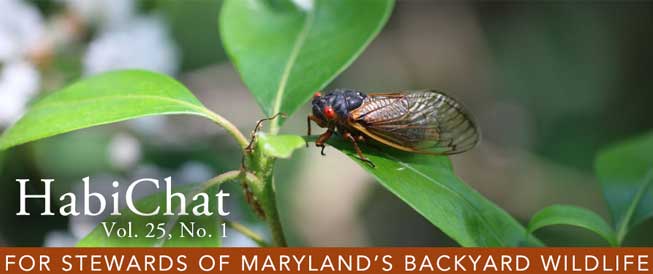 HabiChat Vol.5, No. 21 For Stewards of Maryland's Backyard Wildlife