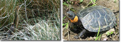 Photo Collage of American Bittern and Bog Turtle