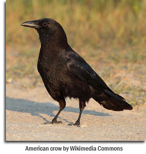 American Crow by Wikimedia Commons