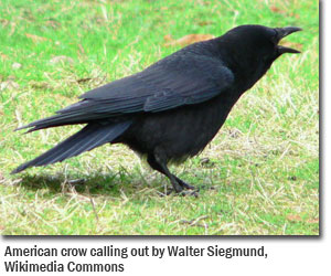 American crow calling out by Walter Siegmund, Wikimedia Commons