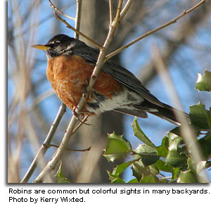 American Robin, photo by Kerry Wixted